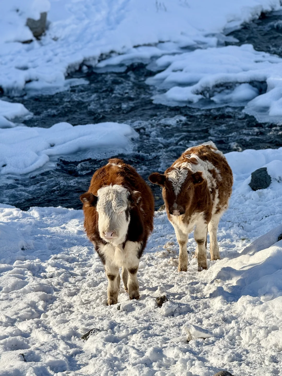 阿勒泰将军山❄️🏂