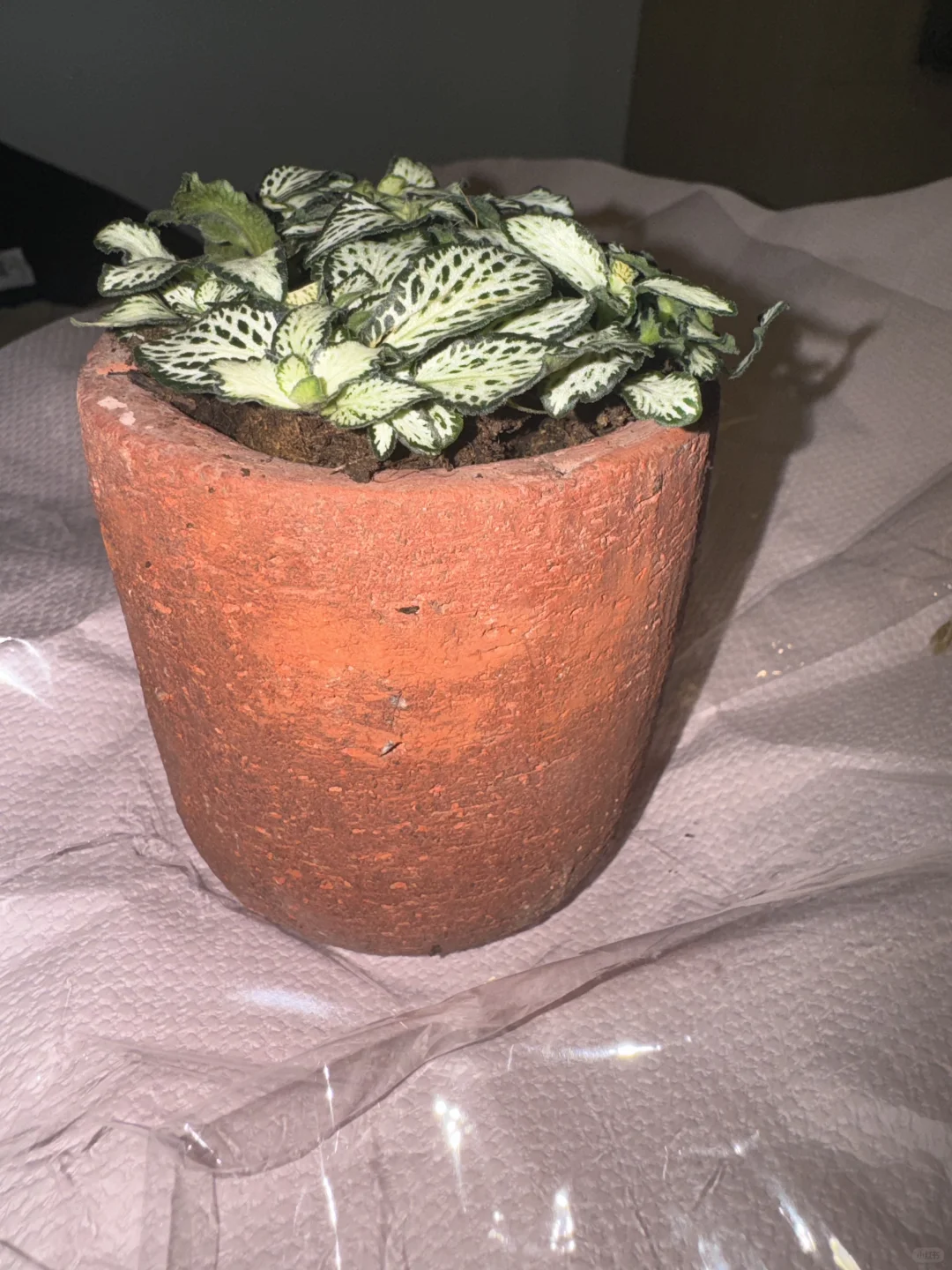 友宝女！！哎嘿