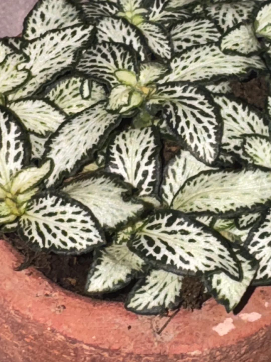 友宝女！！哎嘿