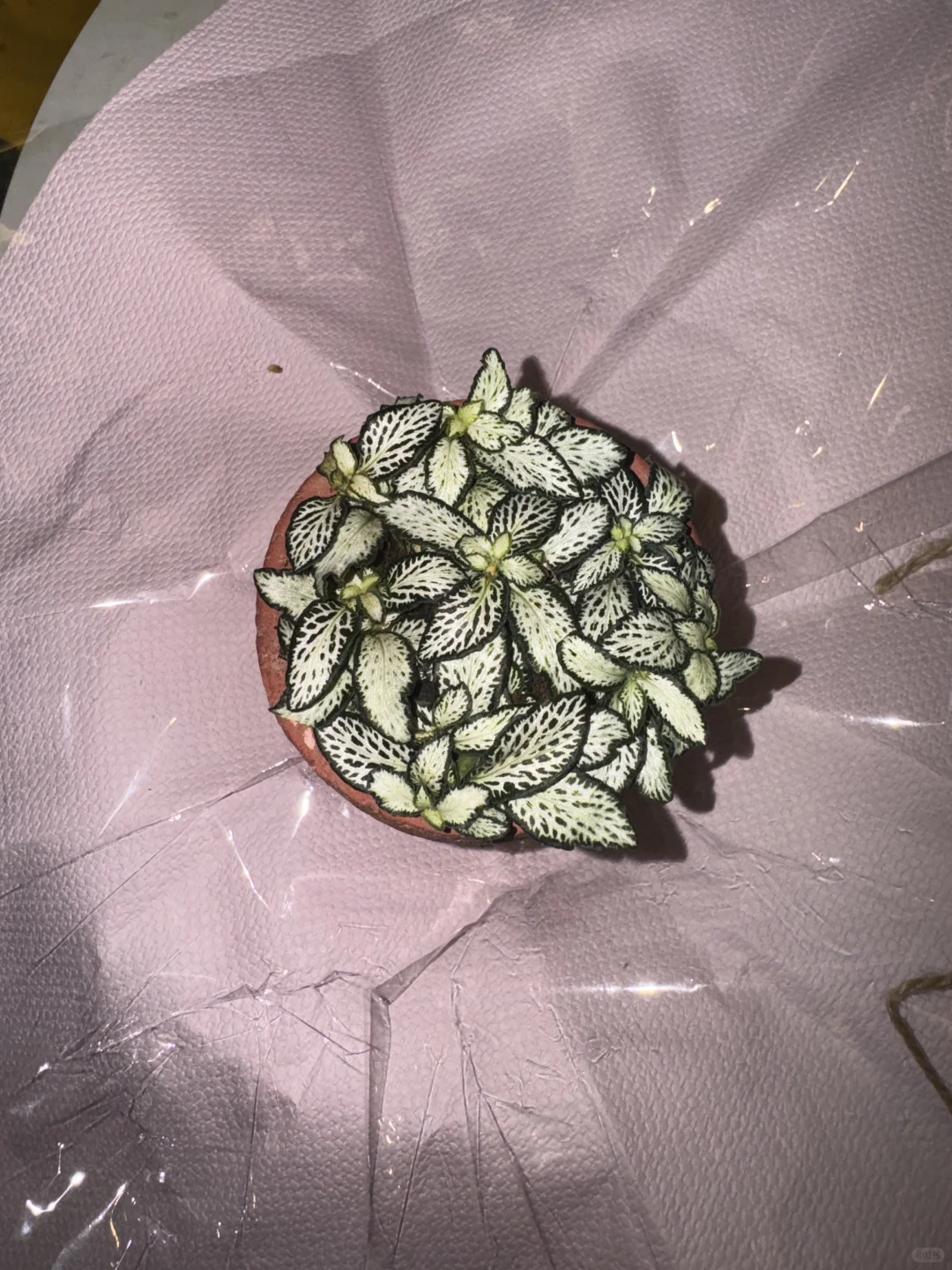 友宝女！！哎嘿