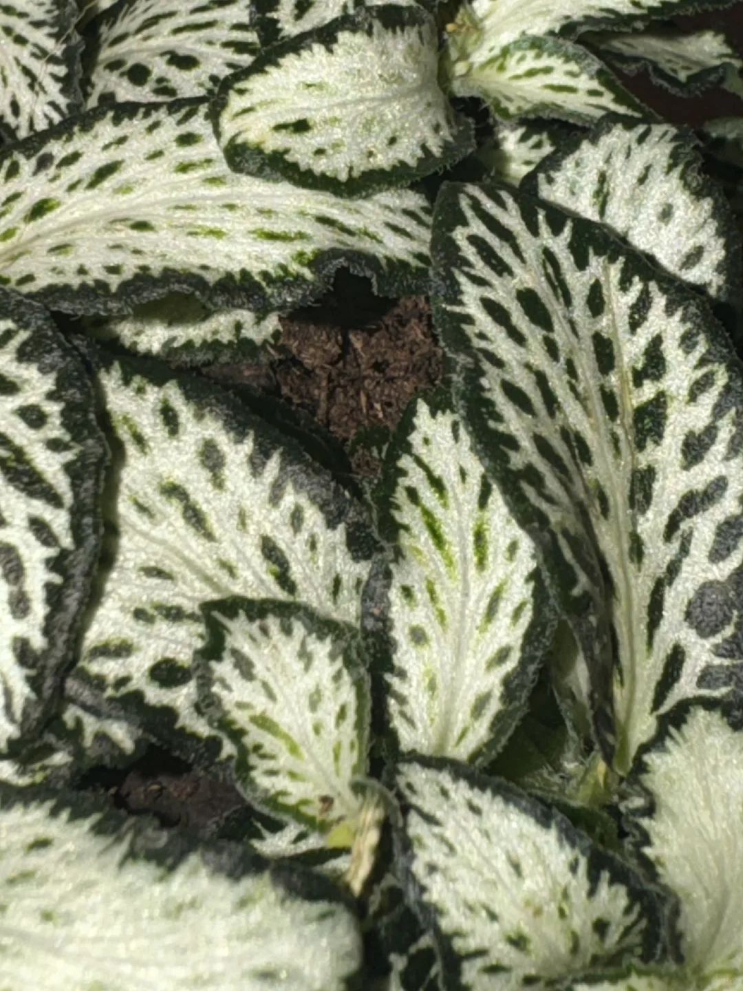 友宝女！！哎嘿