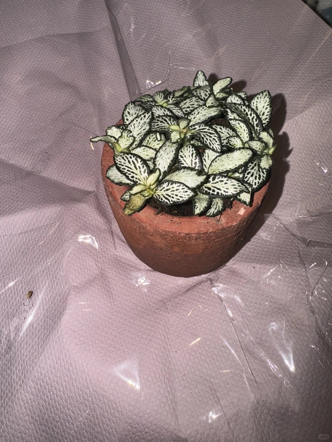 友宝女！！哎嘿