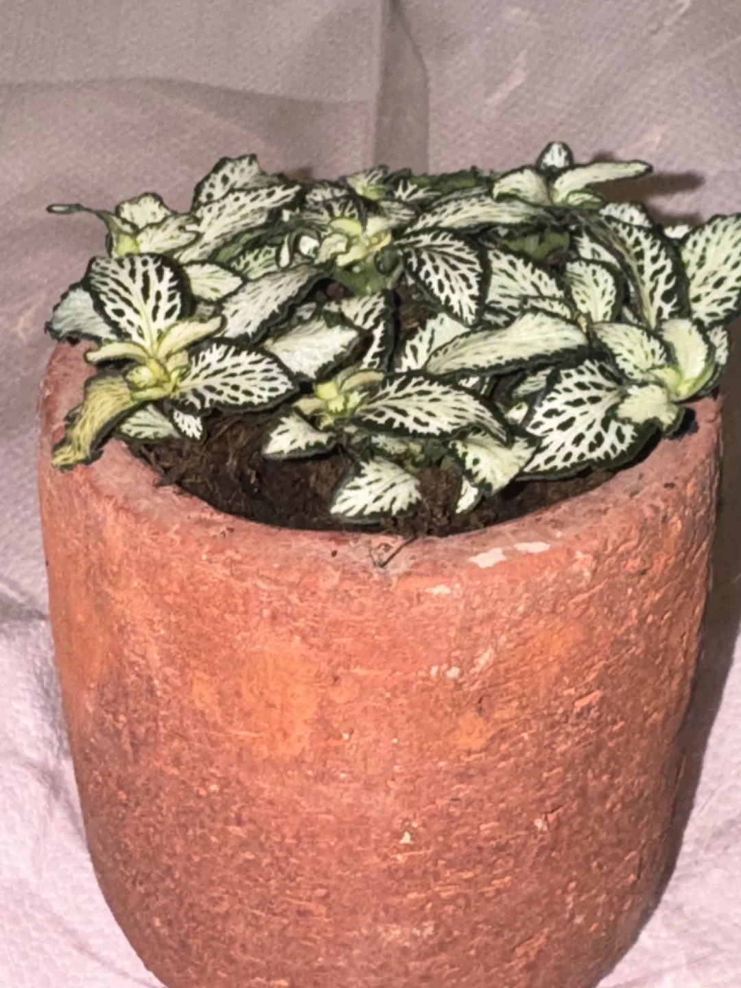 友宝女！！哎嘿