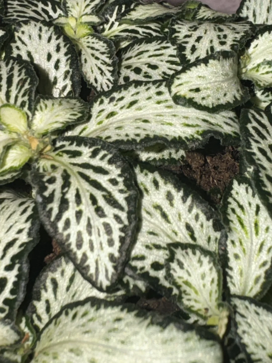 友宝女！！哎嘿