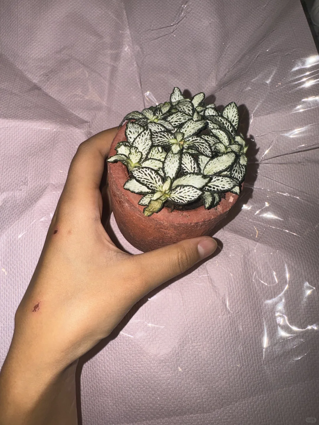 友宝女！！哎嘿