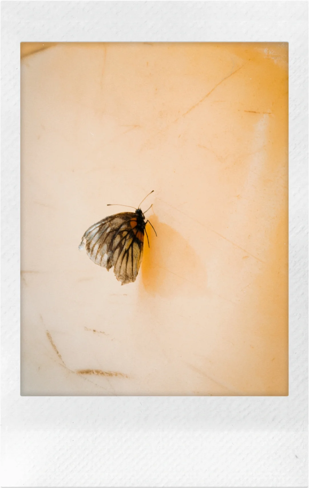 用不到Dazz的姊妹來看看