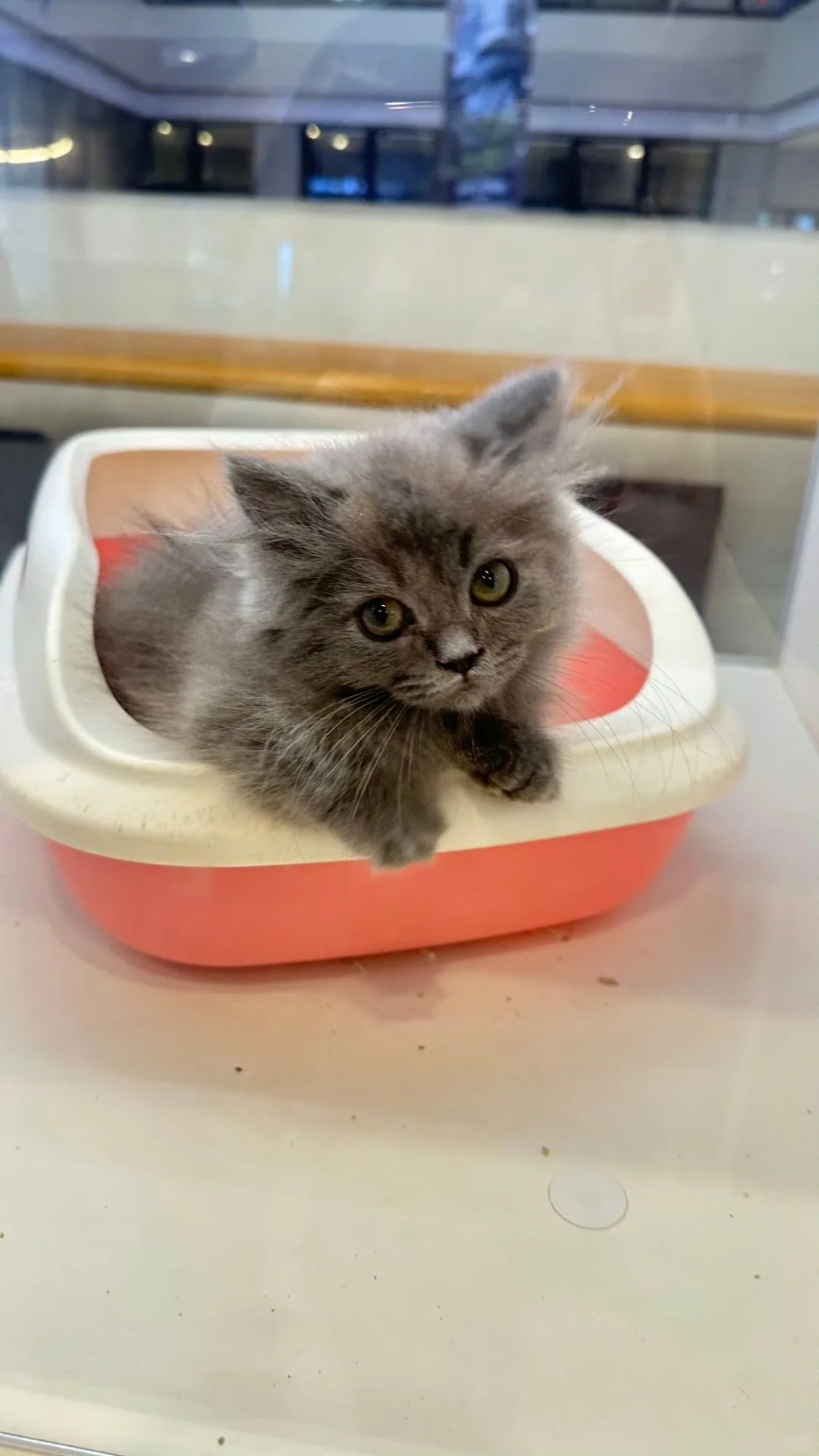 安卓转苹果的第188天!我想说!!!!