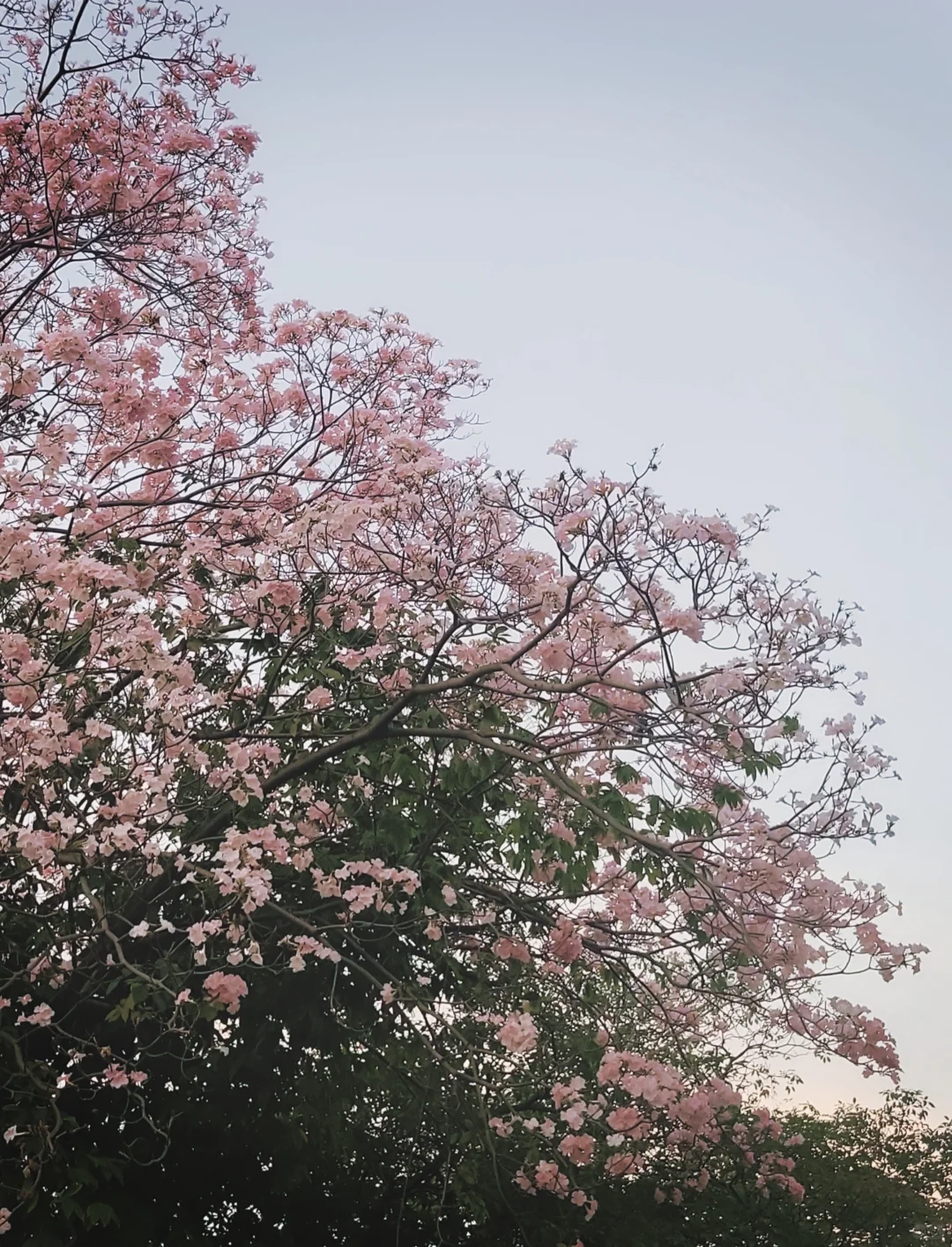 谁懂！随手一拍！安卓也有自己的dazz！！！