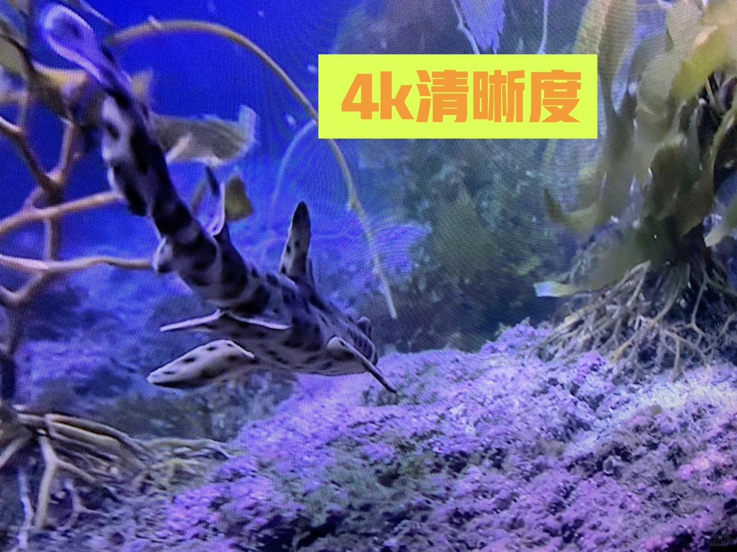 腾讯极光盒子（好物38/100）