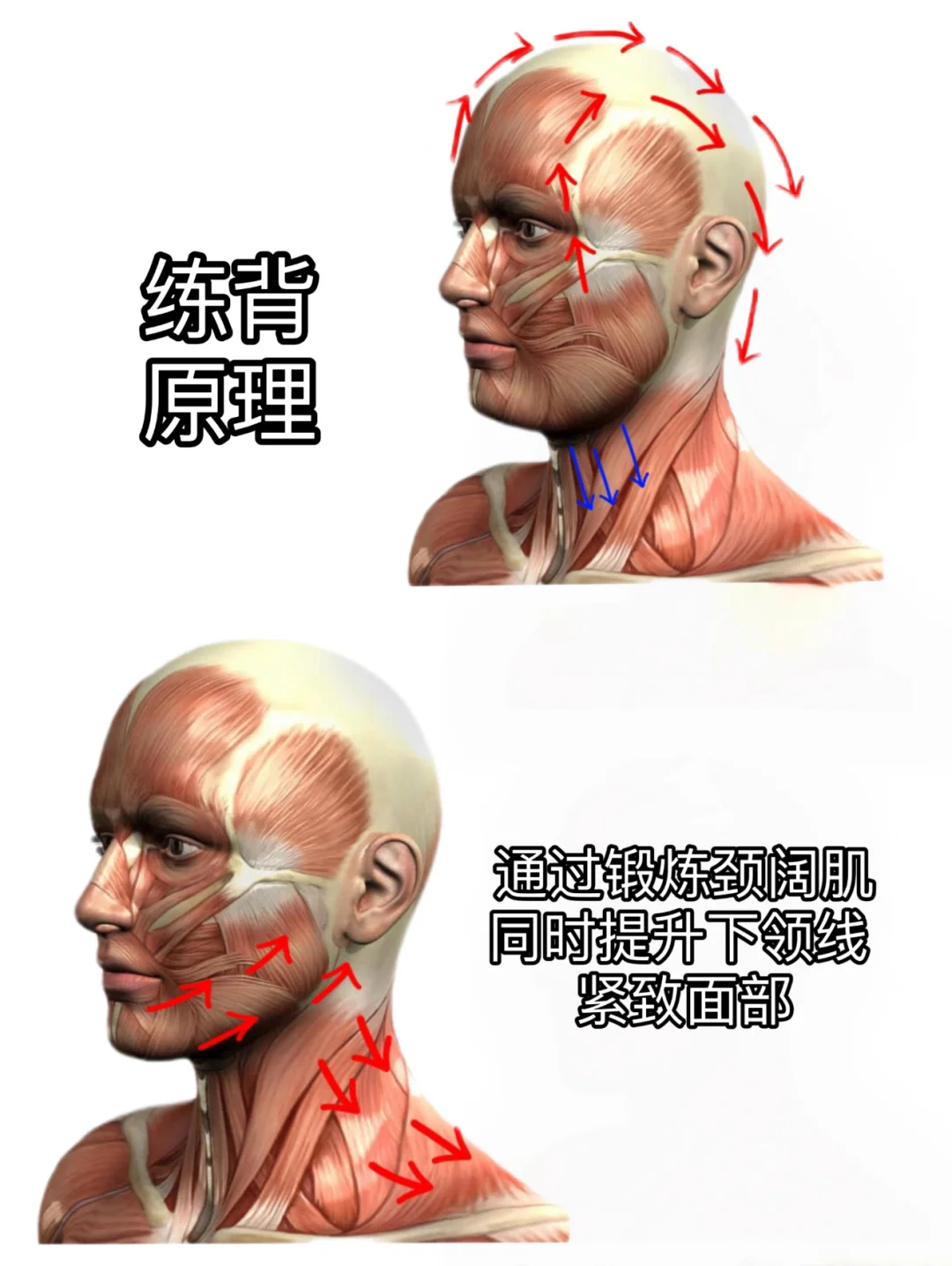 假阔面肉脸变窄小脸的变美思路分享(*≧ω≦)
