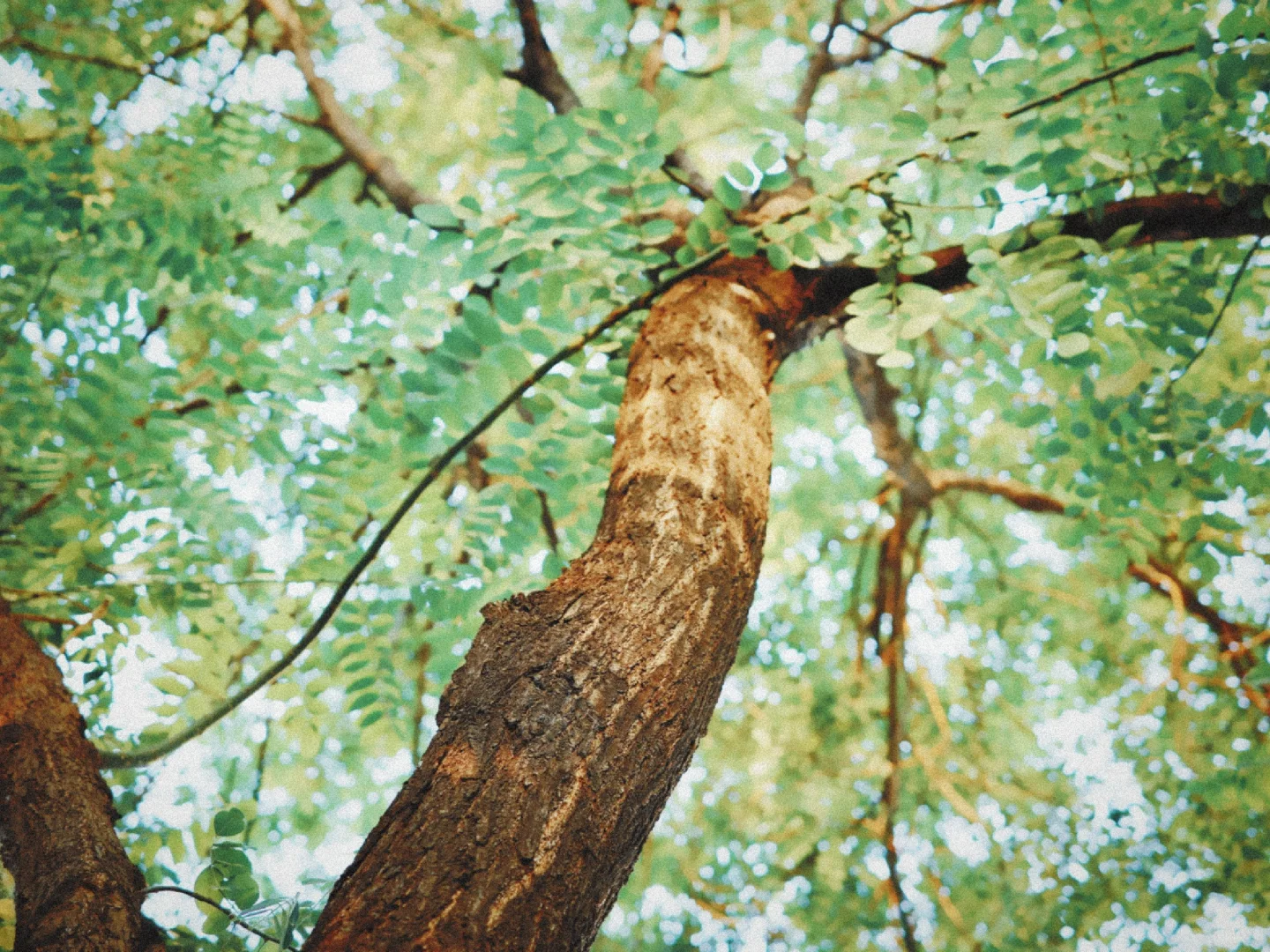 我宣布！咱安卓有自己的dazz！