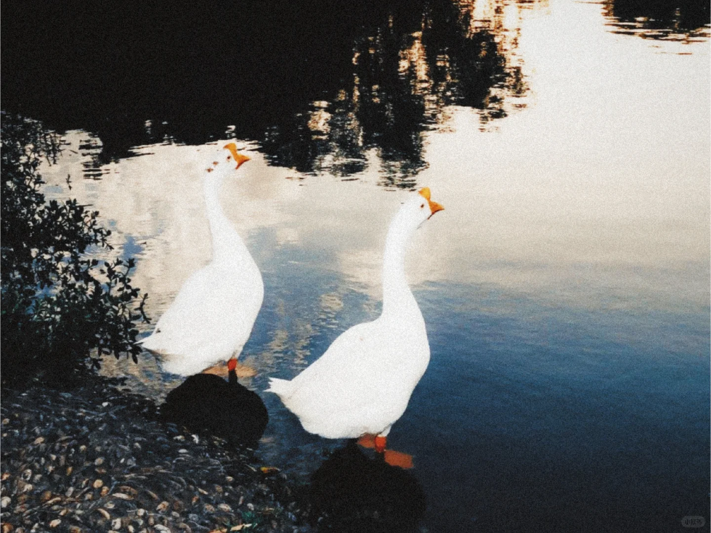 我宣布！咱安卓有自己的dazz！