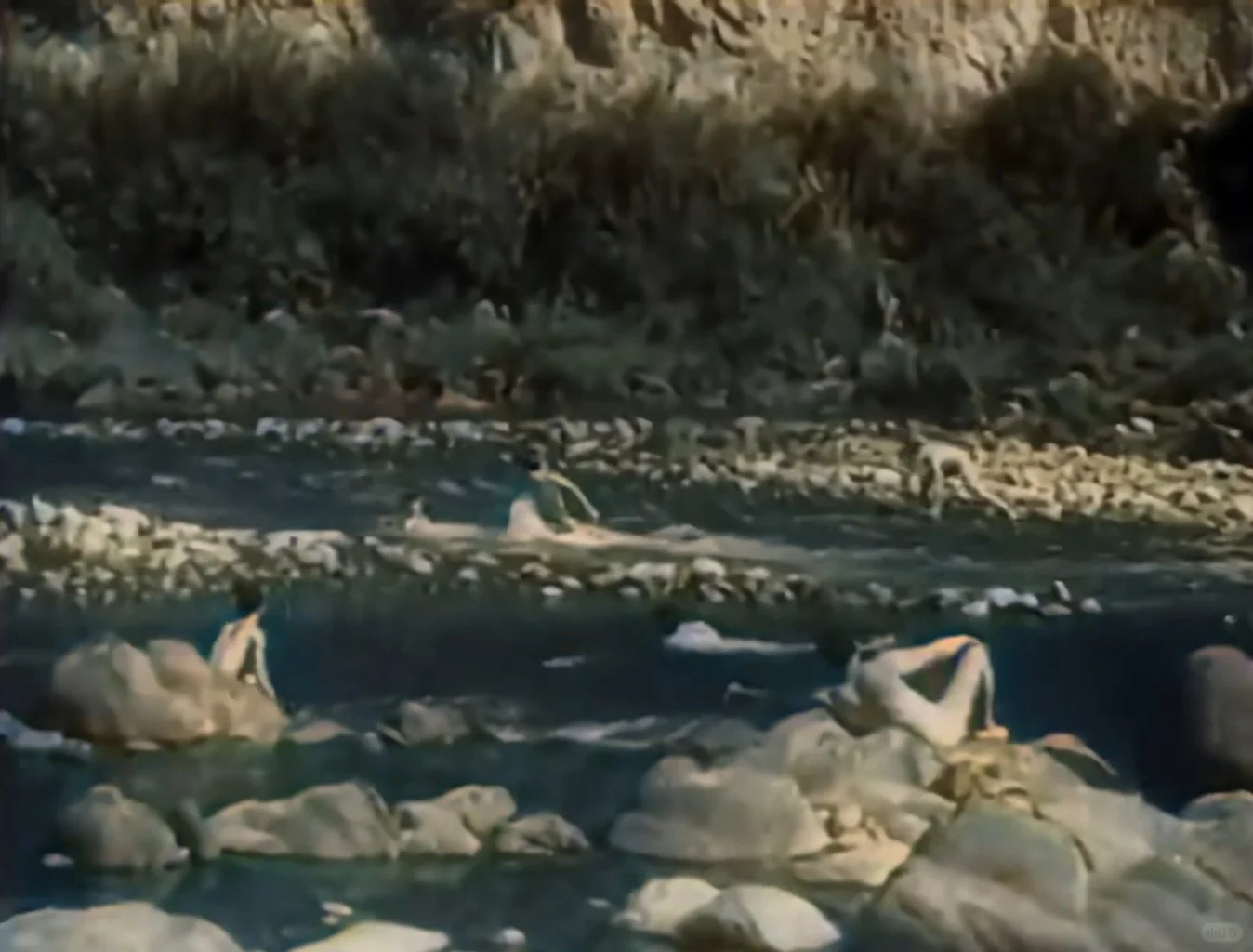 老电影也太敢拍了！这镜头放现在绝对不过审