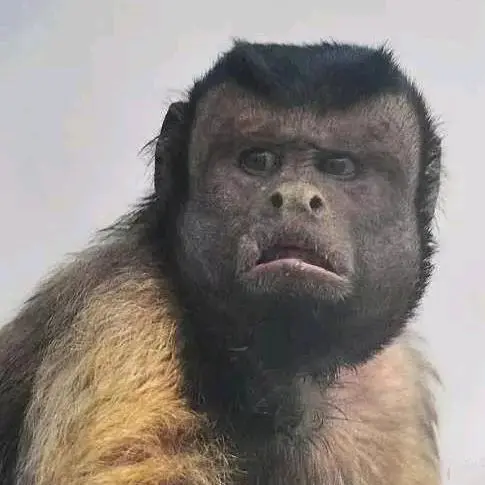 今天有没有一起去看电影的搭子