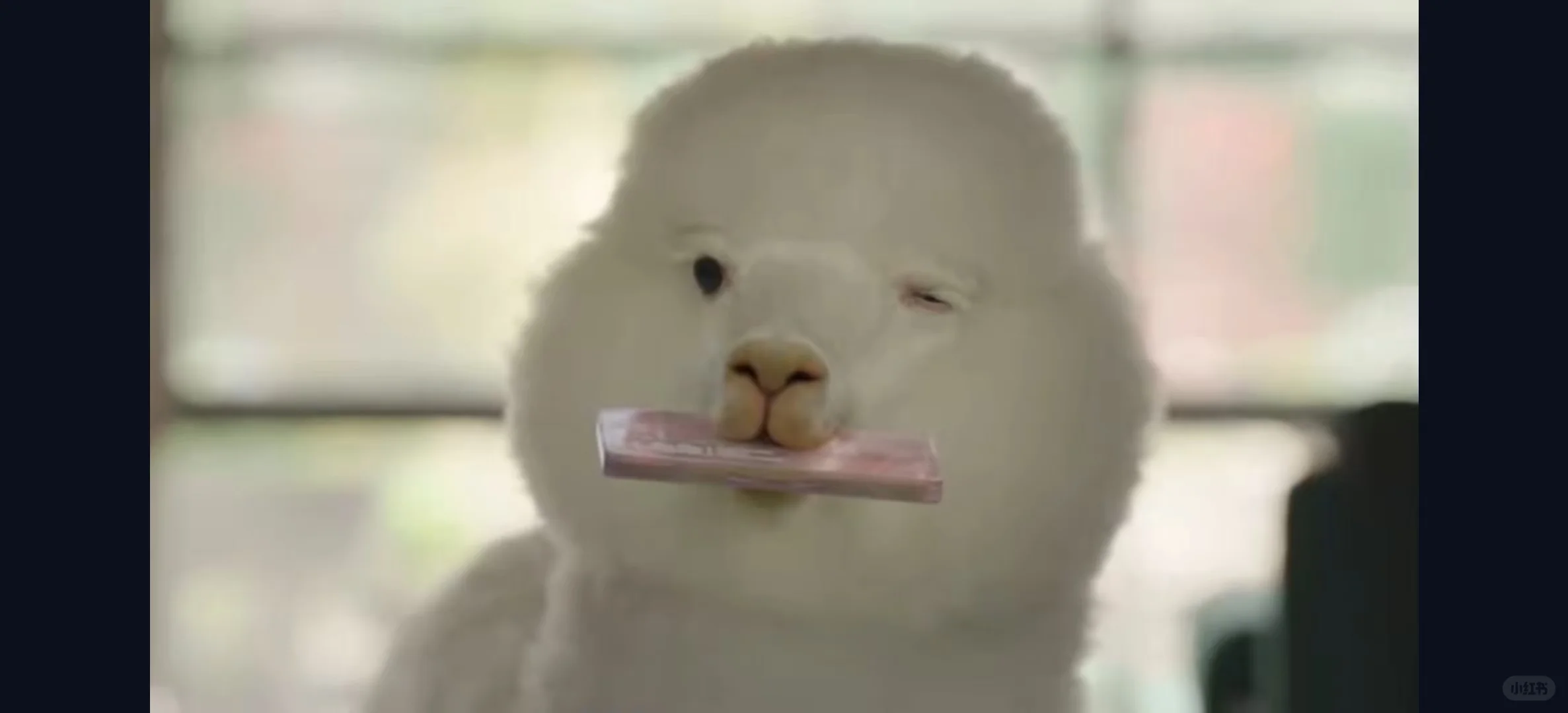 这app也太香了吧！！！