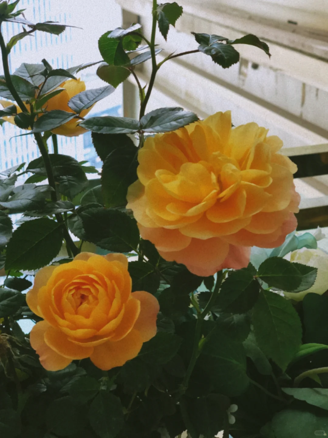 是拍了就舍不得卸的相机app（手残党必备）