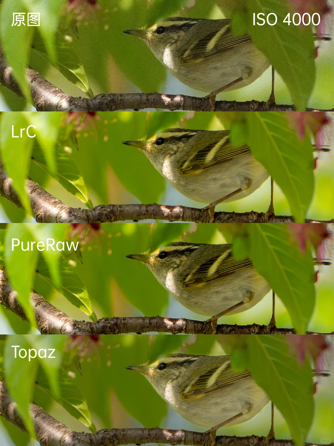 3款主流降噪软件主观测评，生态摄影福音