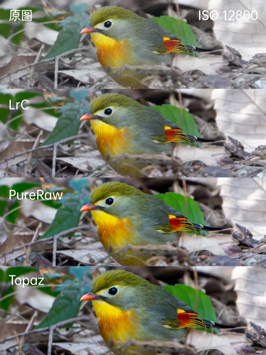 3款主流降噪软件主观测评，生态摄影福音