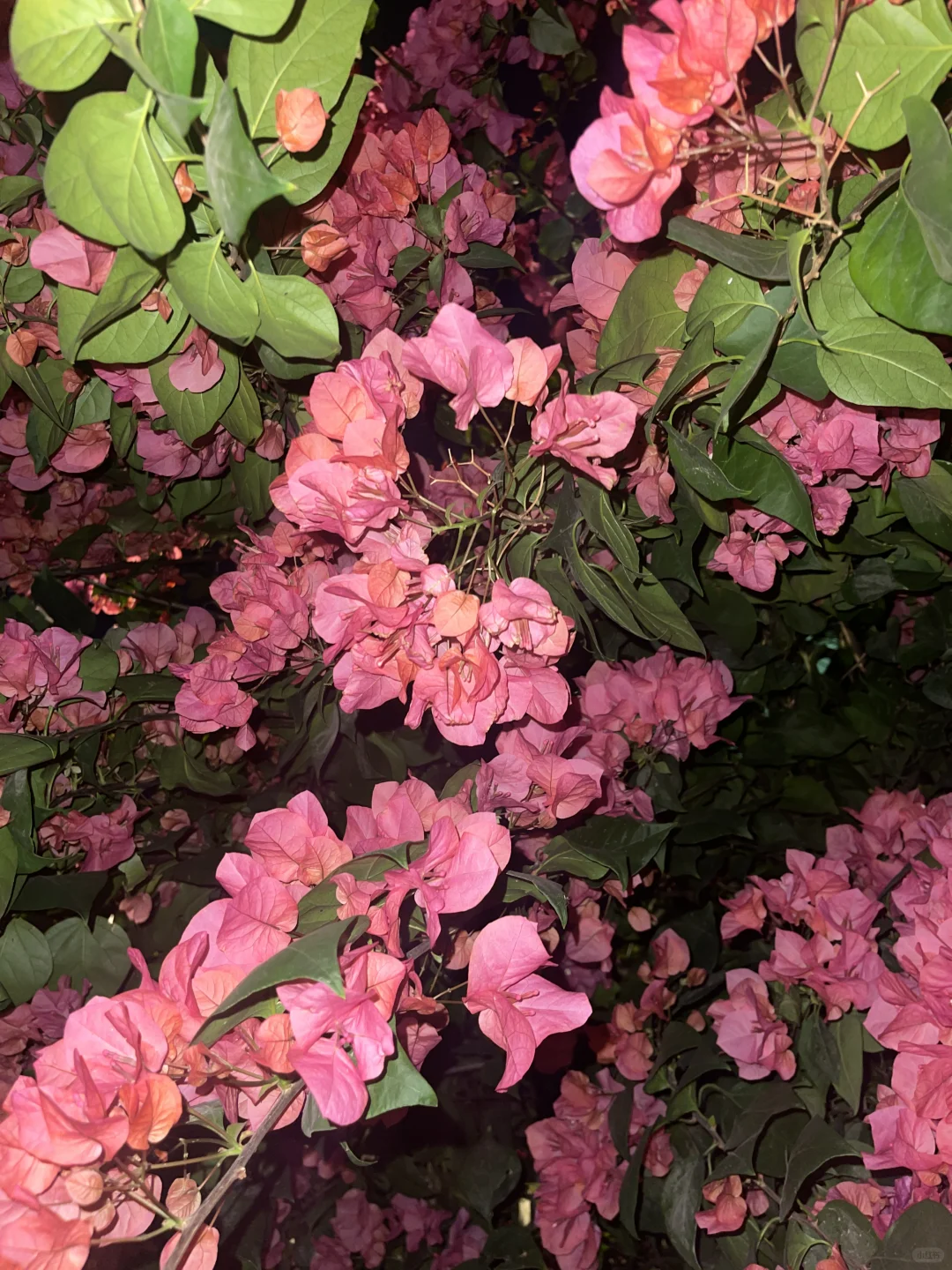 这周我要连看三天电影