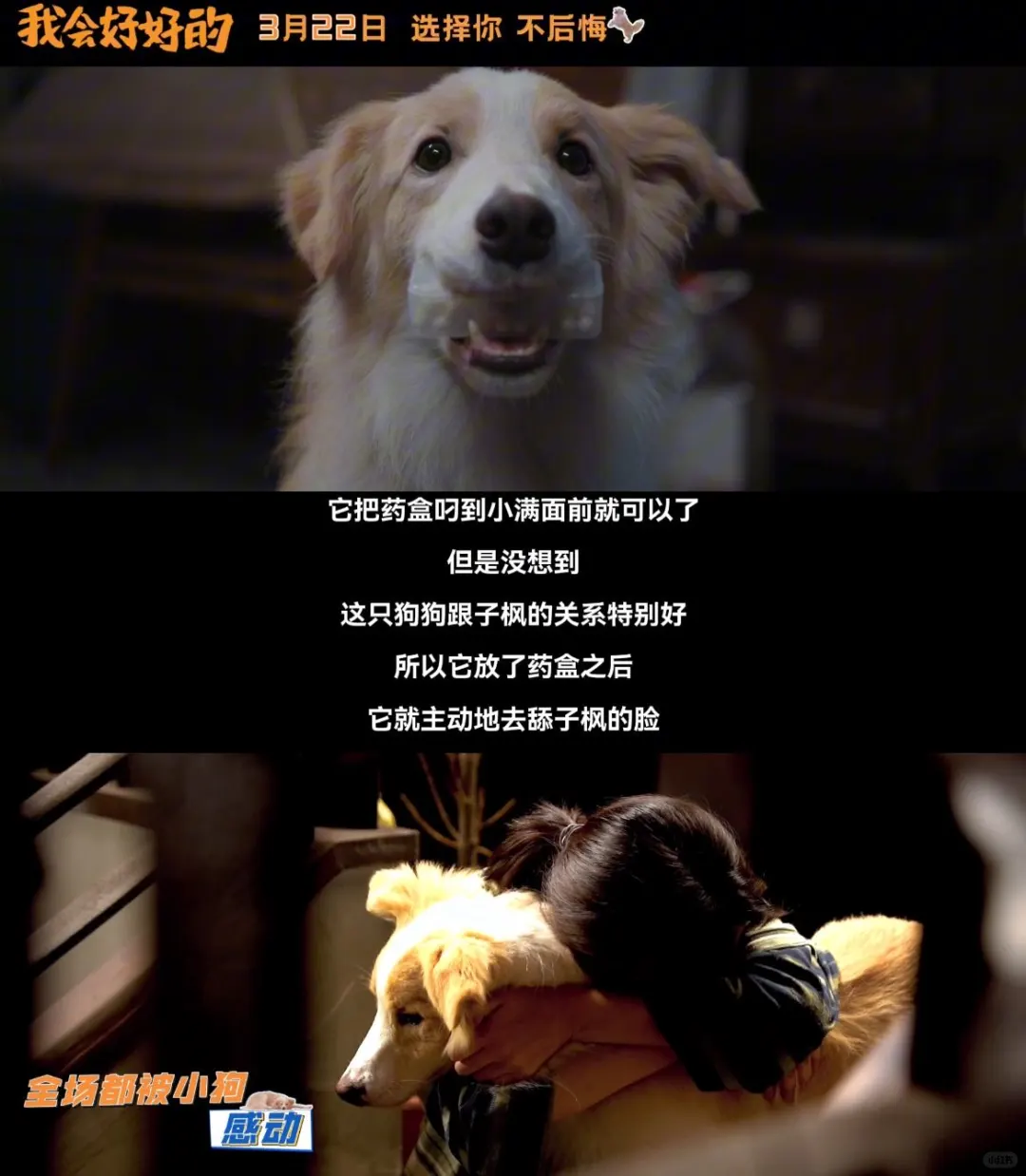 你有这样的天才小狗狗演员进入电影院