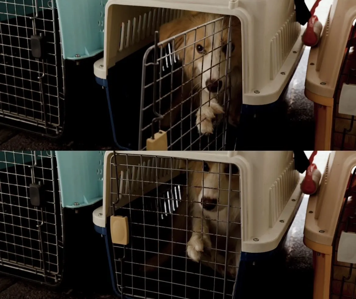 你有这样的天才小狗狗演员进入电影院