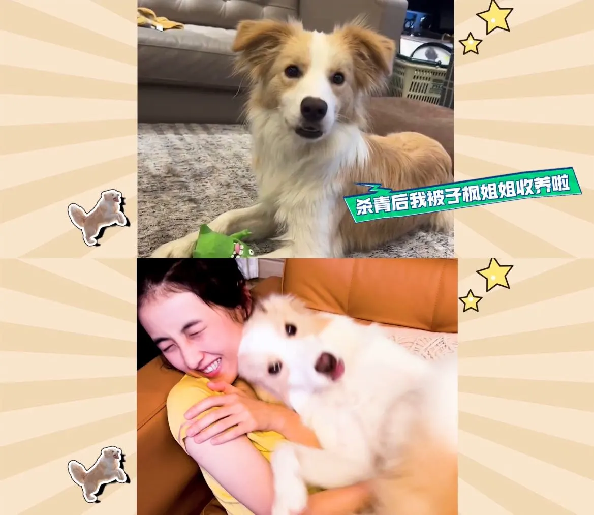 你有这样的天才小狗狗演员进入电影院