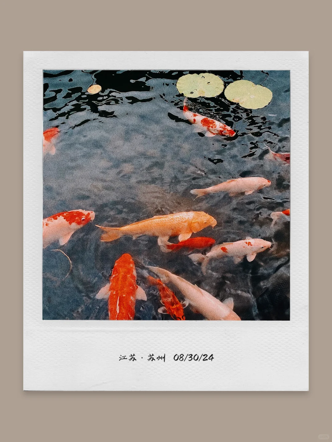 这个App太适合日常碎片plog了❗️照片长图