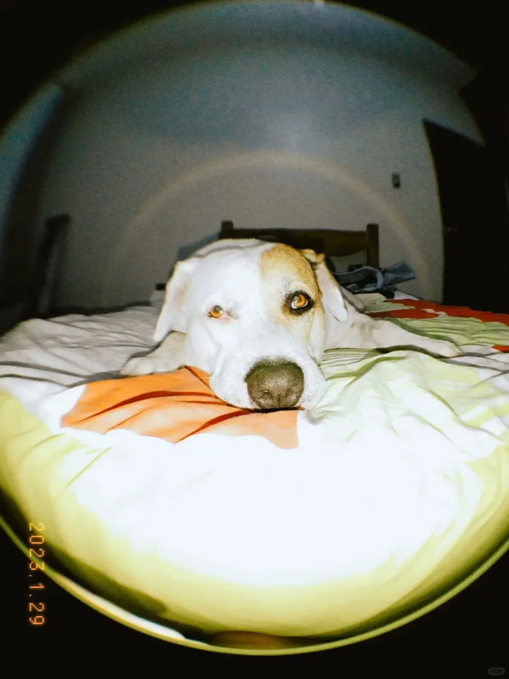 无法拒绝的手机应用