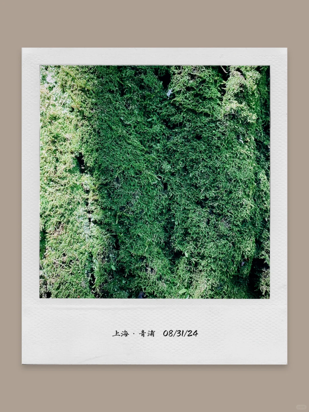 这个App太适合日常碎片plog了❗️照片长图