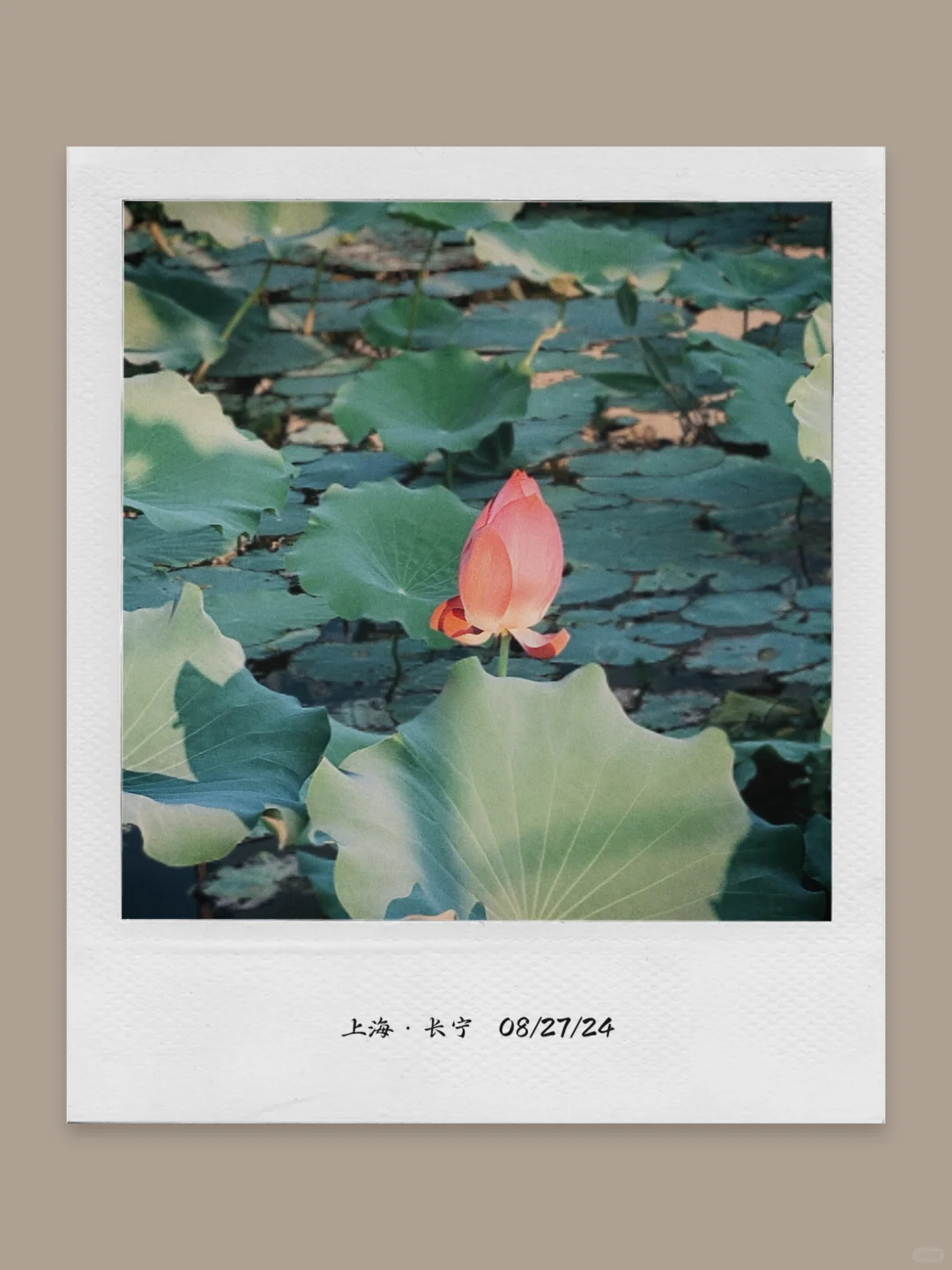 这个App太适合日常碎片plog了❗️照片长图