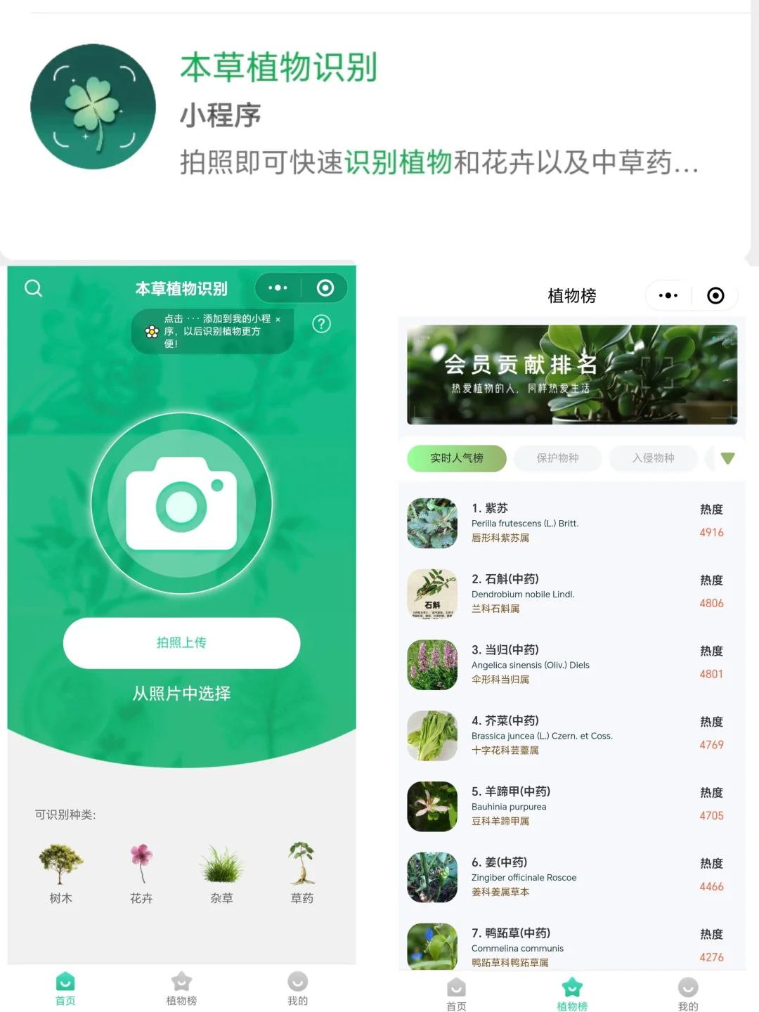 科普软件|植物爱好者必备植物识别APP🌿