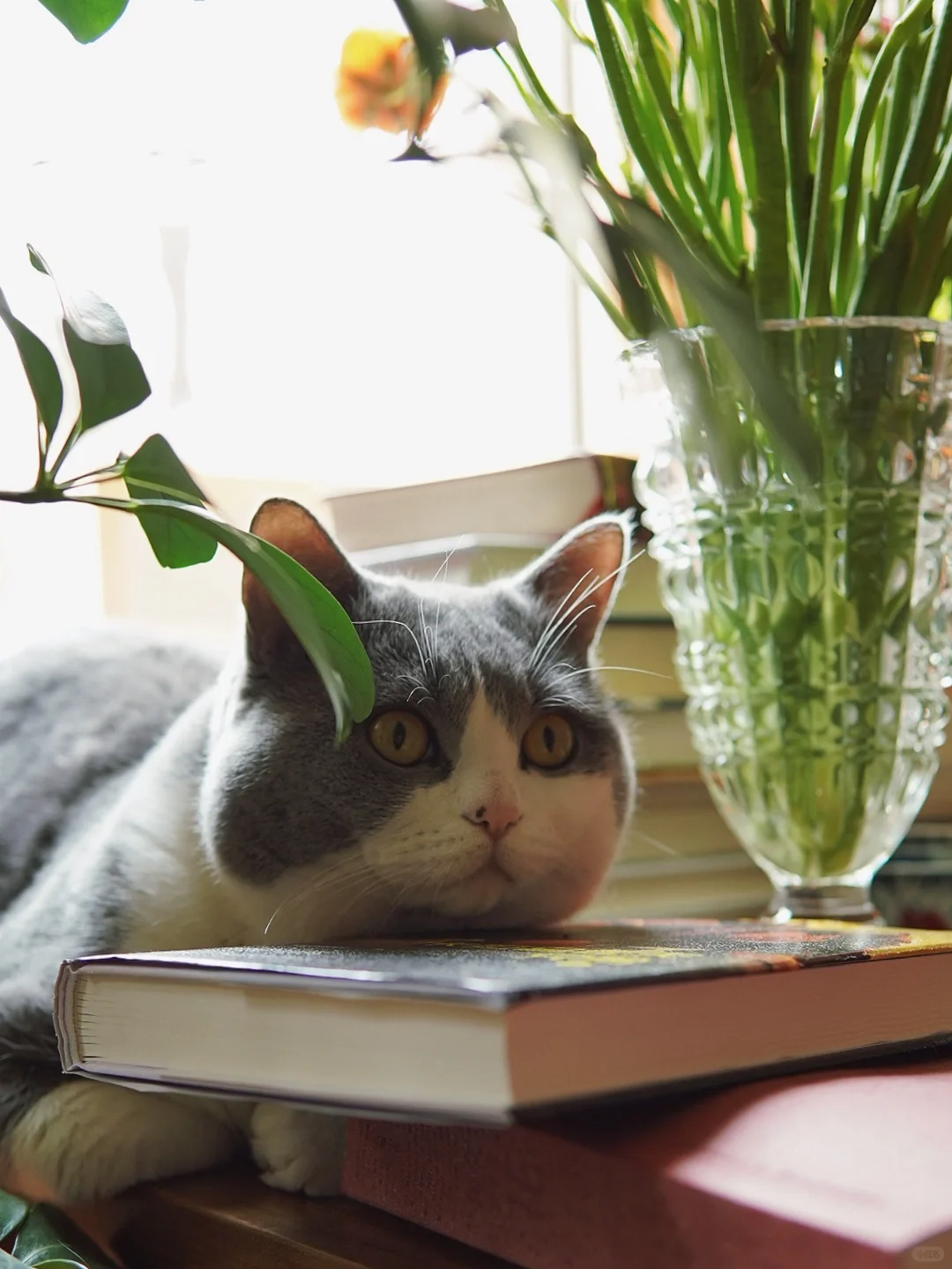 喝茶日常｜用一部唯美的女性主义电影佐茶