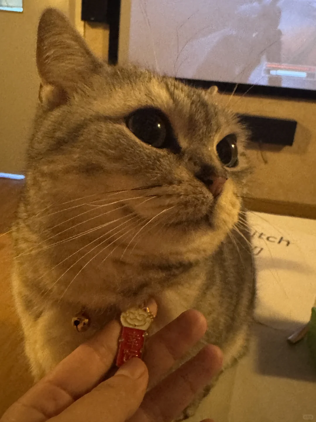 撸猫、电玩、电影和约会!四个愿望一次满足