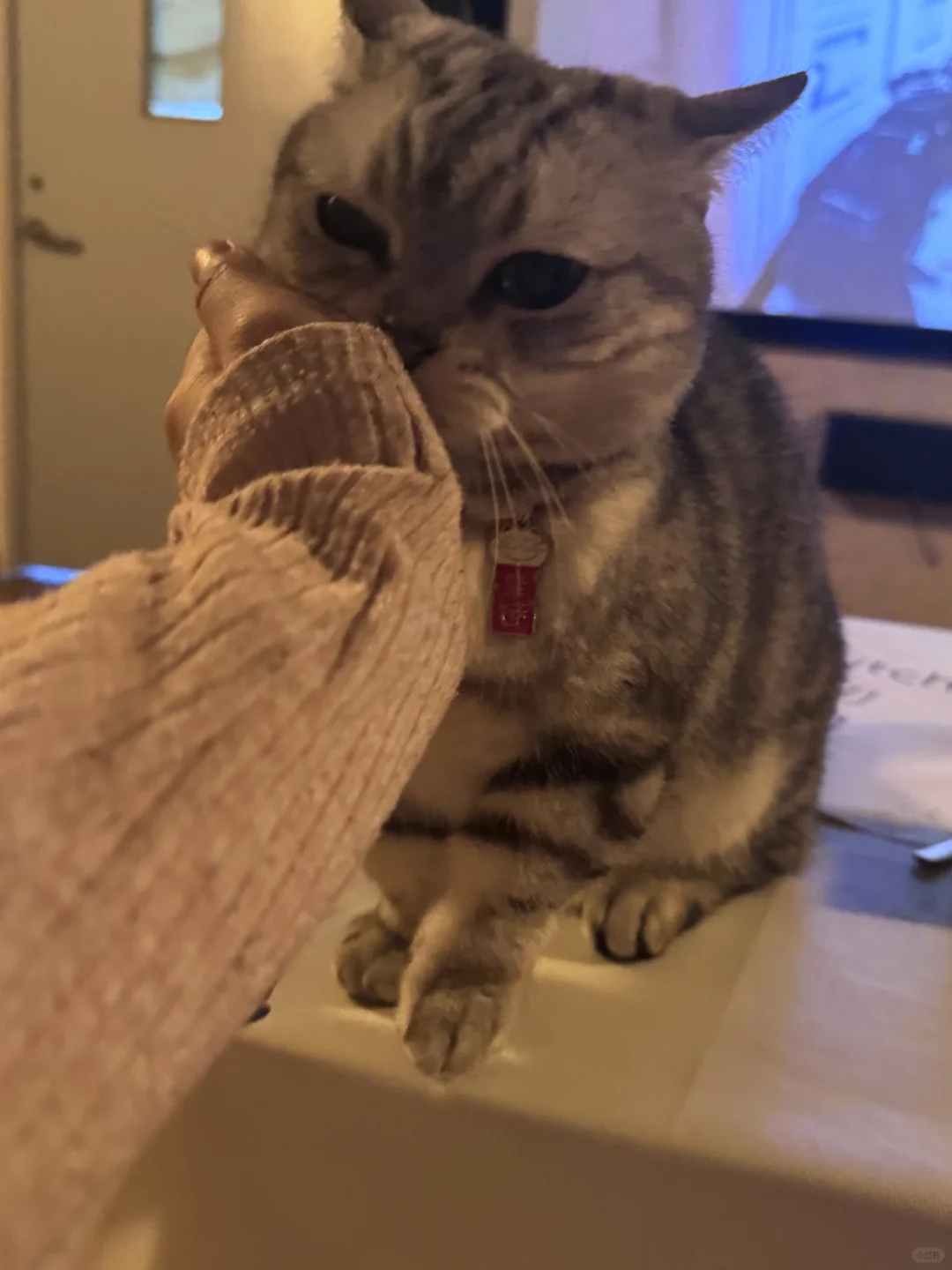 撸猫、电玩、电影和约会!四个愿望一次满足