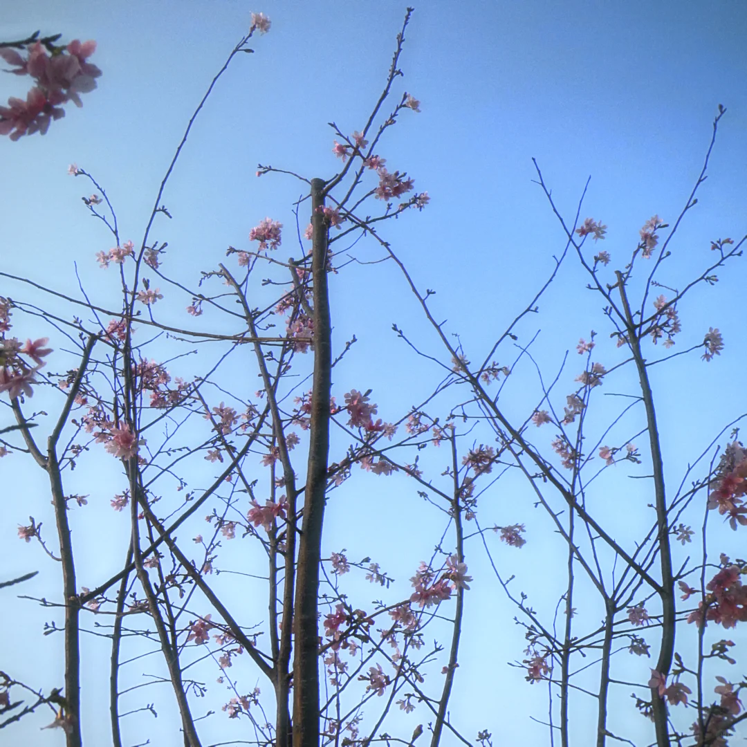 想看看大家用手机app拍的照片