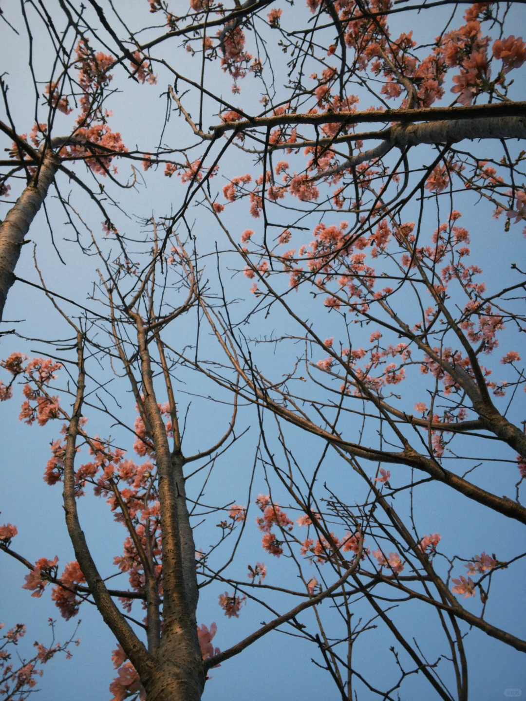 想看看大家用手机app拍的照片