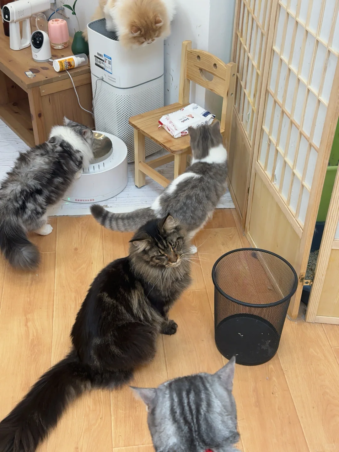 撸猫、电玩、电影和约会!四个愿望一次满足