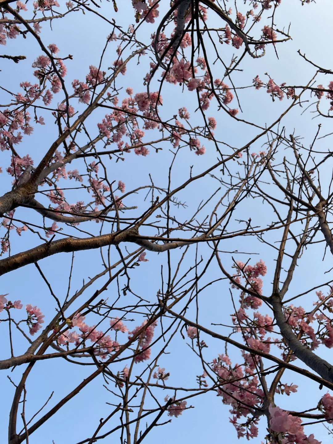 想看看大家用手机app拍的照片