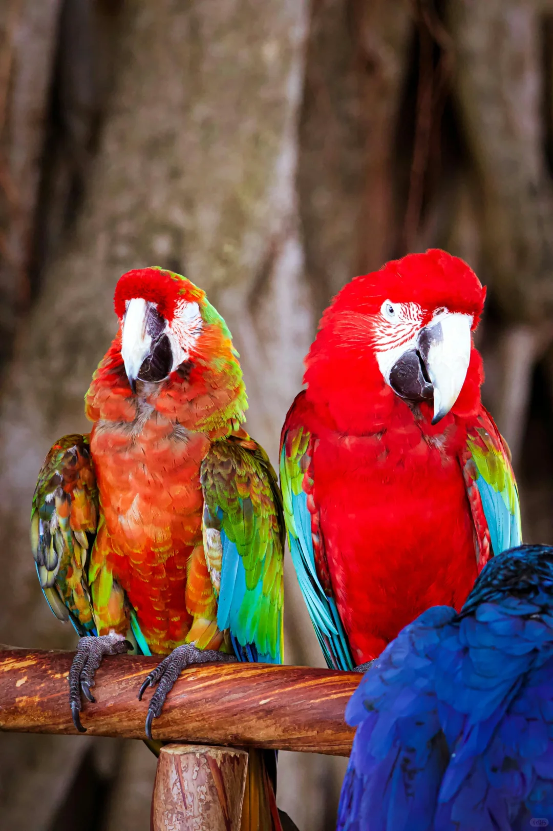 一小时，我开发上架一款iOS app