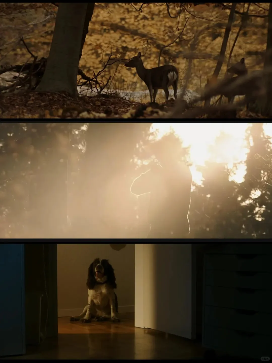 这部电影过于黑暗了，看一遍就够了