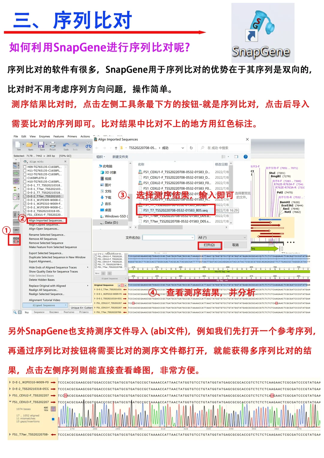 常用生物学软件分享1⃣️—SnapGene🔥