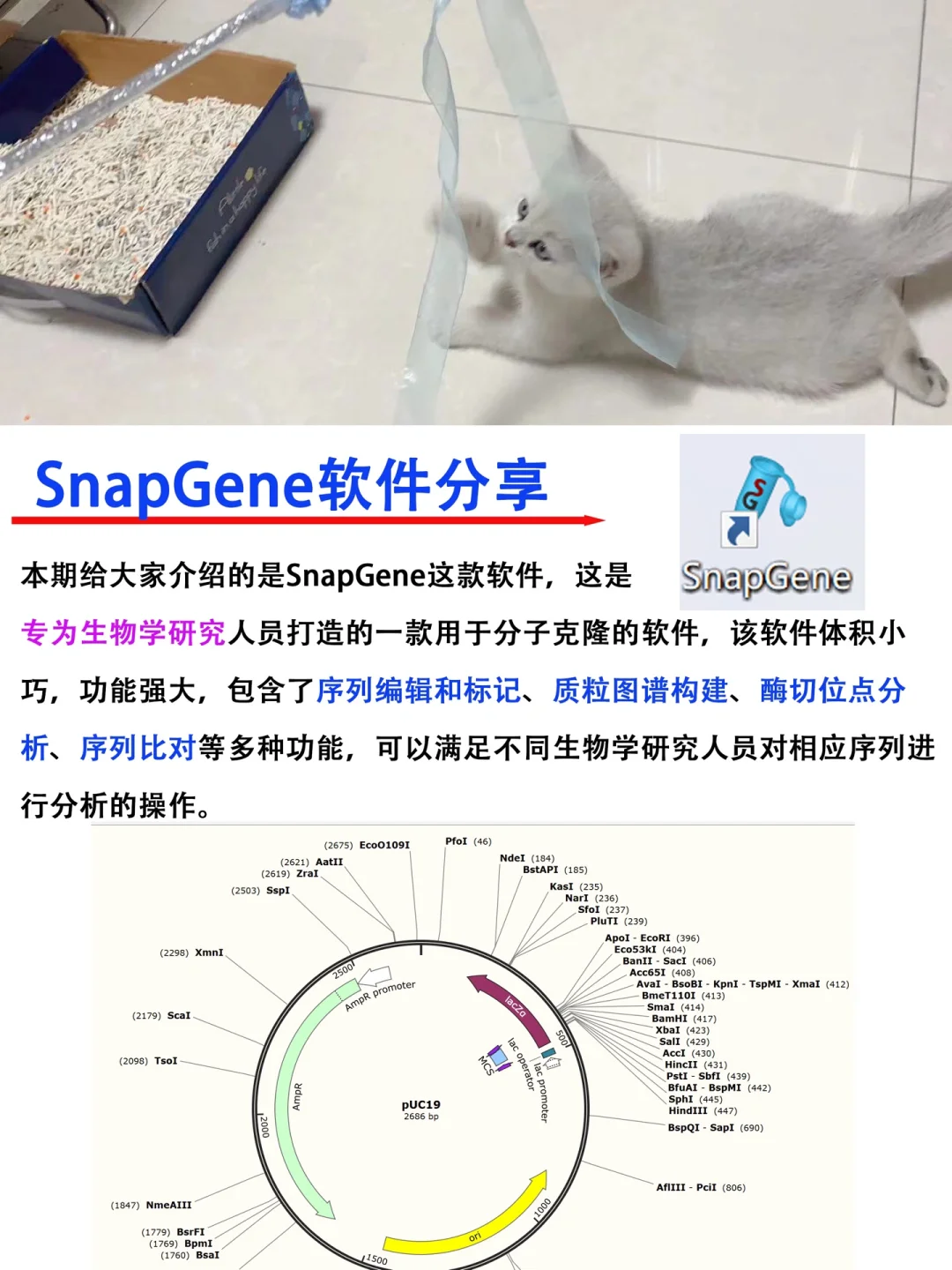常用生物学软件分享1⃣️—SnapGene🔥