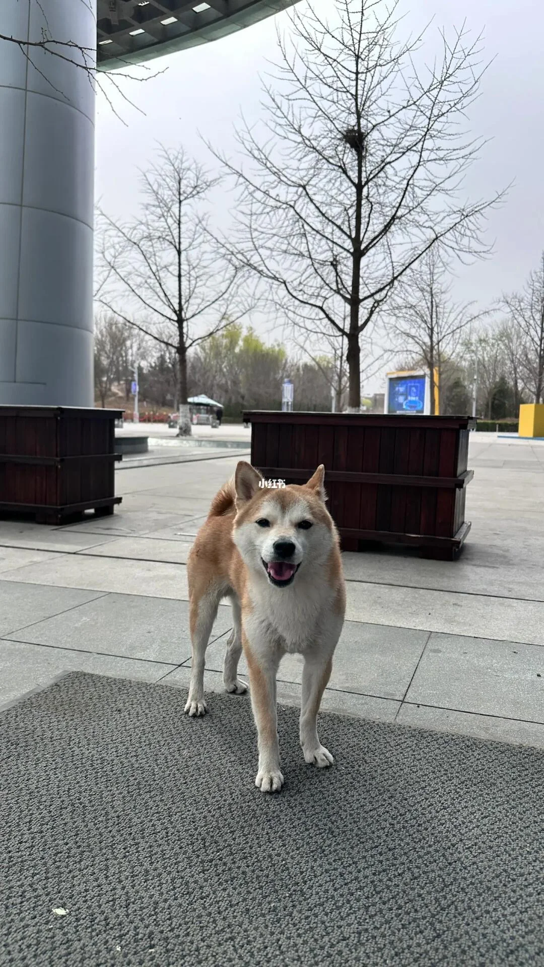 寻主：海淀中关村软件园附近发现小柴～