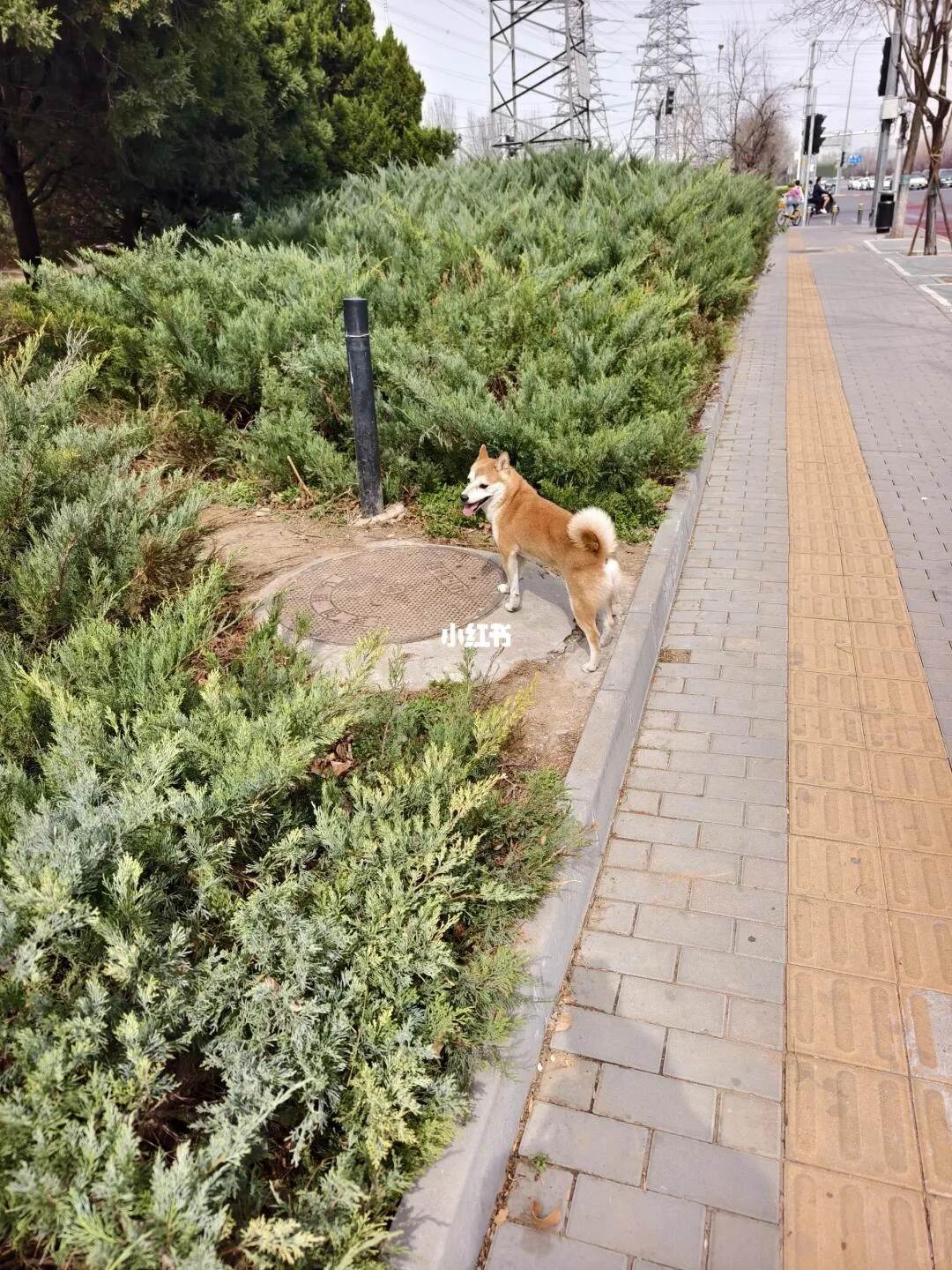 寻主：海淀中关村软件园附近发现小柴～