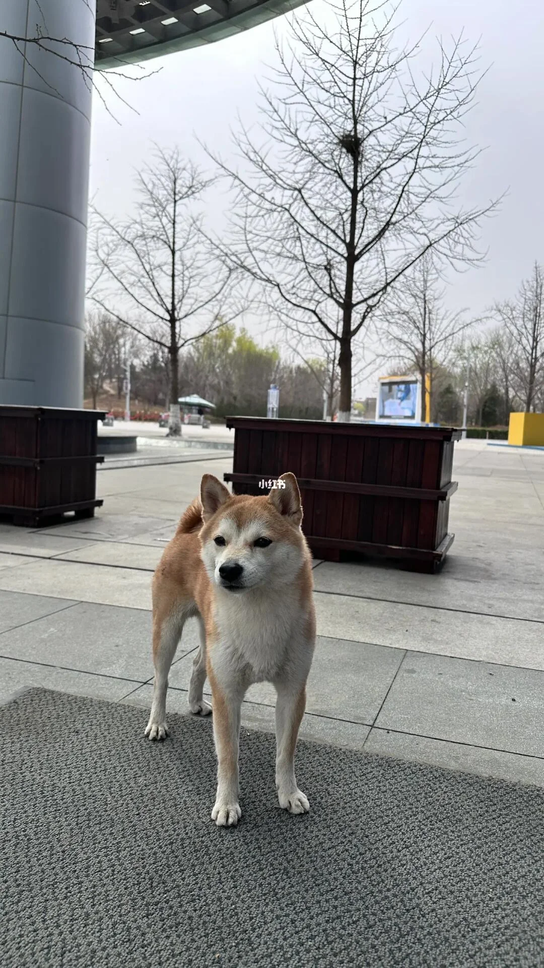 寻主：海淀中关村软件园附近发现小柴～