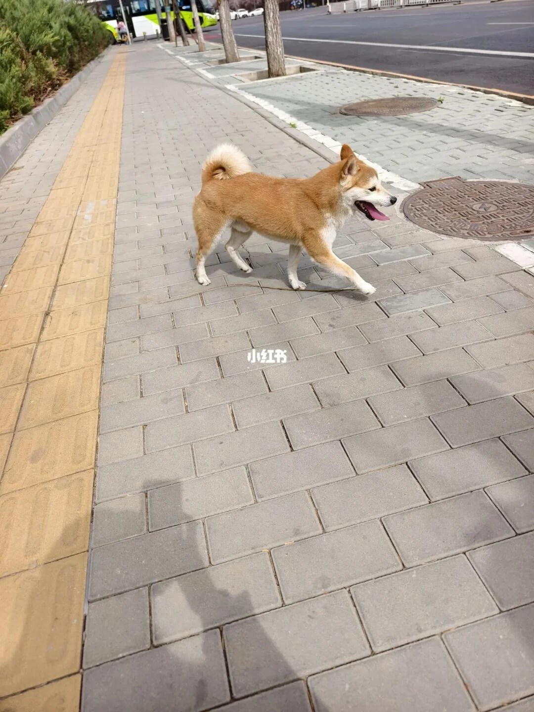 寻主：海淀中关村软件园附近发现小柴～