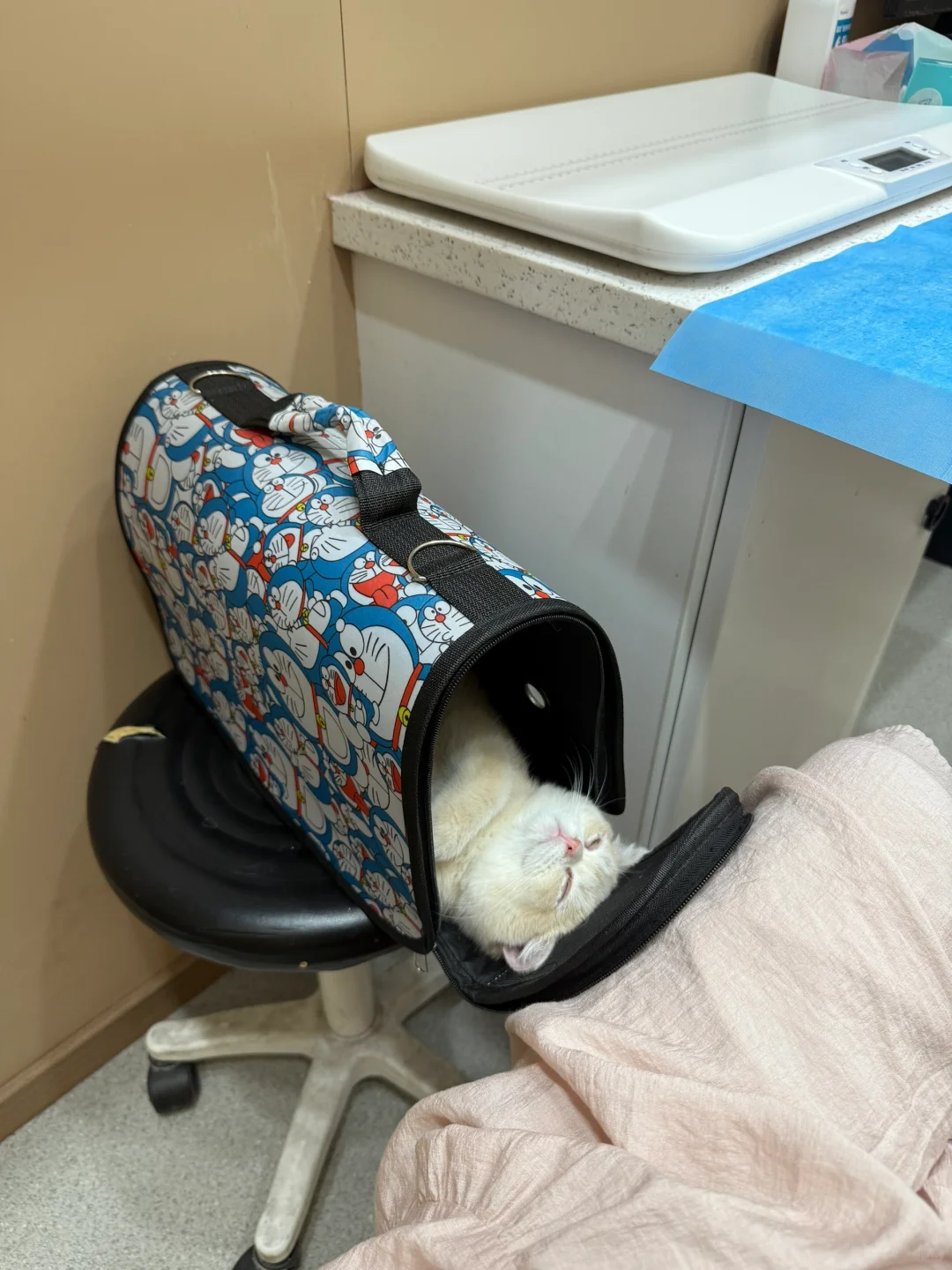 怎么会有猫在医院也能睡着