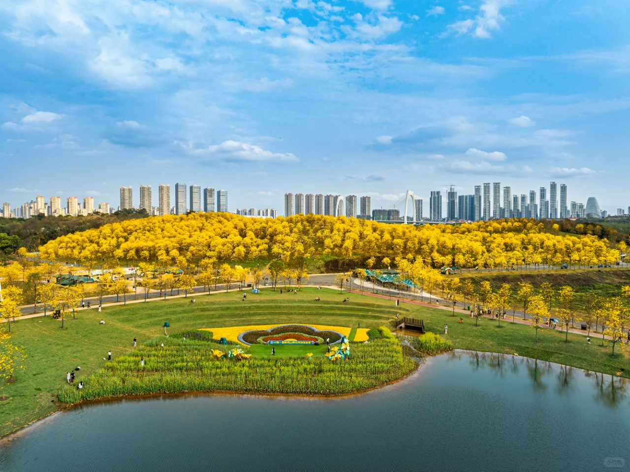 满眼金黄，这里堪称国内黄花风铃木的天花板