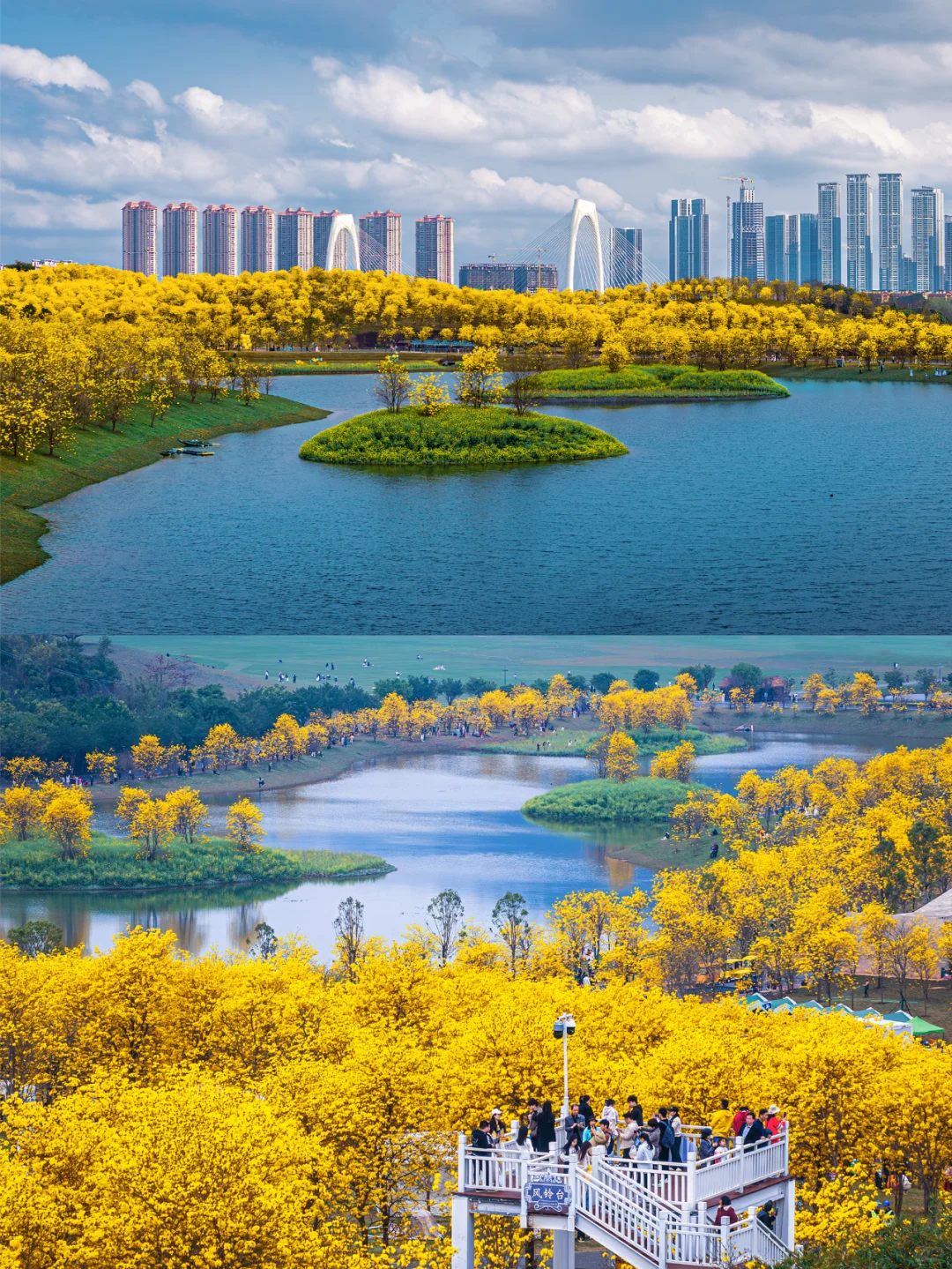 满眼金黄，这里堪称国内黄花风铃木的天花板