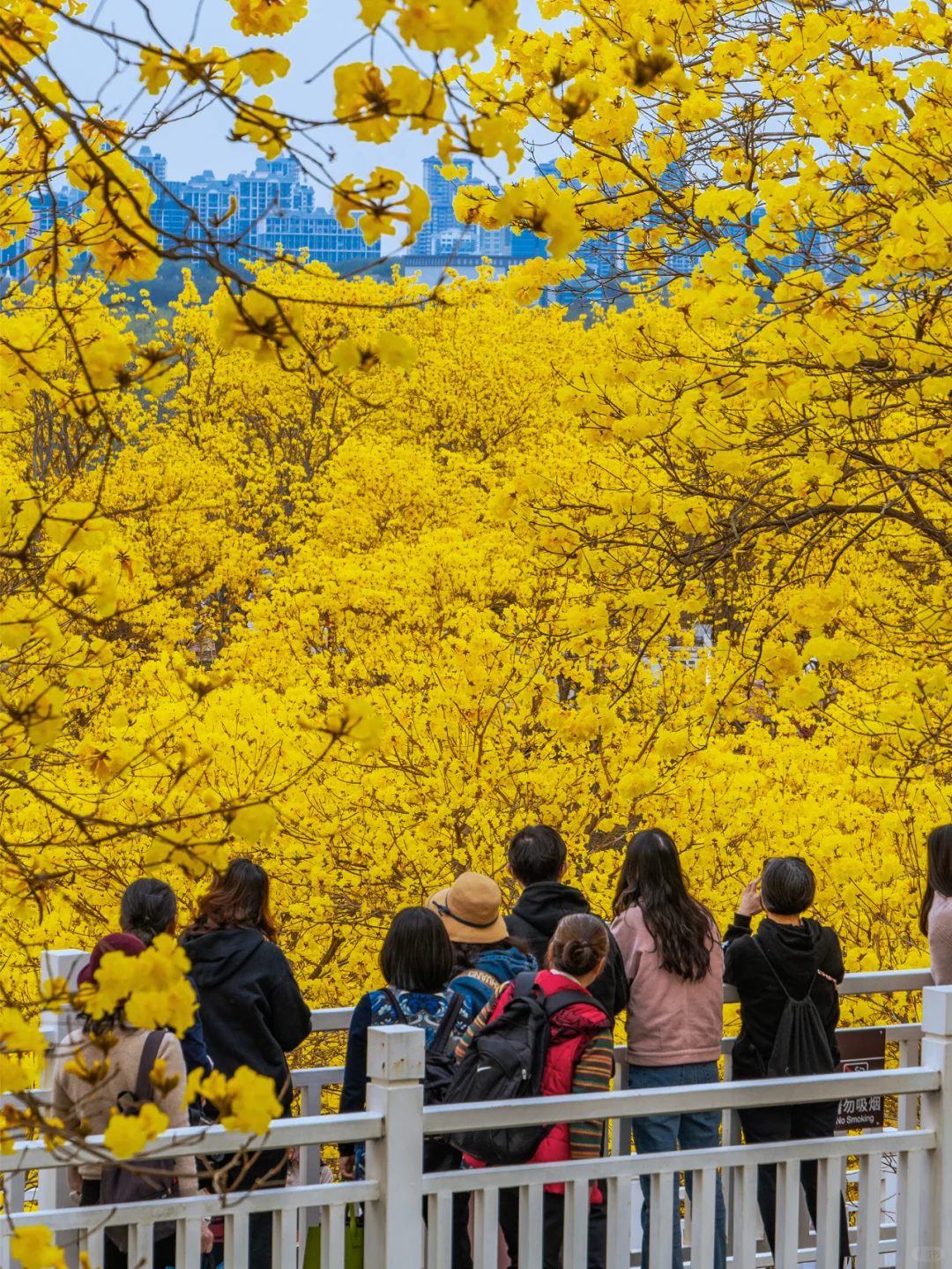 满眼金黄，这里堪称国内黄花风铃木的天花板